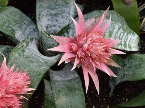 鳳梨花|袁晓辉 Rita : 鳳梨花 Bromeliads 的種類及種法